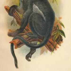 Cercopithecidae Collection: Hoses Langur