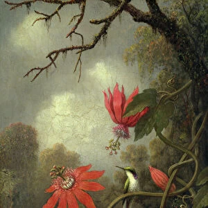 Hummingbirds Collection: Black Eared Fairy