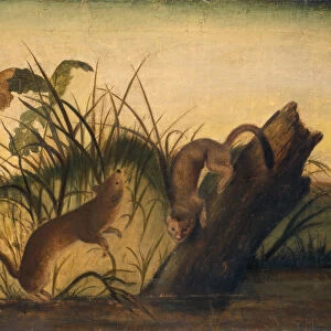 Long-Tailed Weasel, c. 1845. Creator: John James Audubon