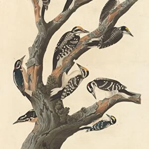 Woodpeckers Premium Framed Print Collection: American Three Toed Woodpecker