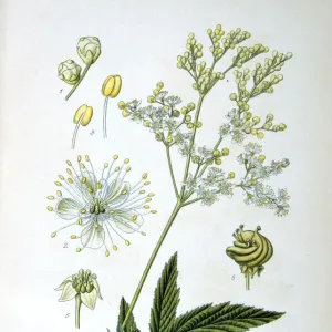 Meadowsweet, 1893