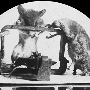 Mouse or rat trap?, late 19th or early 20th century