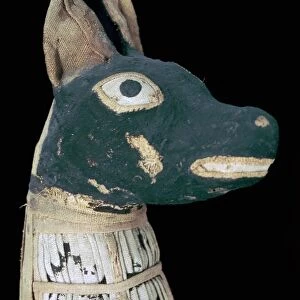 Mummy of a dog possibly representing Anubis