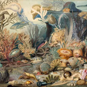 Ocean Life. Creators: James M. Sommerville, Christian Schussele