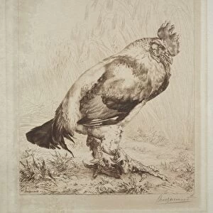 The Old Cock, 1882. Creator: Felix Bracquemond (French, 1833-1914); Messrs. Dowdeswell