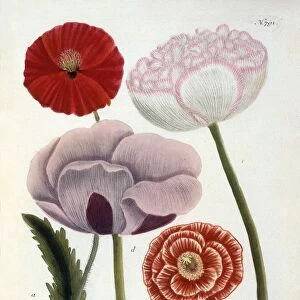 Papaver, 1737 (hand coloured engraving)