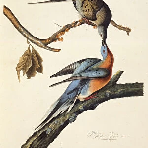 The passenger pigeon. From The Birds of America, 1827-1838. Creator: Audubon