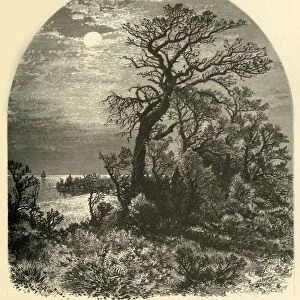 Point of Cape Ann, from Cedar Avenue, Pigeon Cove, 1874. Creator: J. C. S