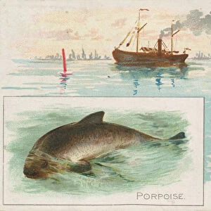Porpoise, from Fish from American Waters series (N39) for Allen & Ginter Cigarettes