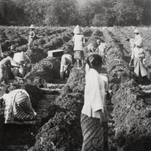 Preparing irrigation channels at a sugar plantation, Java, Dutch East Indies, 1927