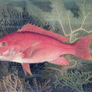 Red Snapper, 1878. Artist: SA Kilourne