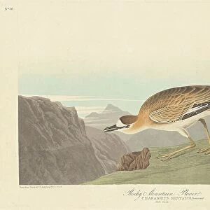 Rocky Mountain Plover, 1836. Creator: Robert Havell