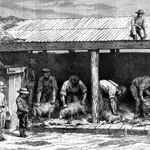 Sheep shearing, Australia, 1886. Artist: A Sirouy