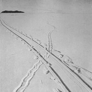 Sledge Track Crossing An Adelie Penguins Track, 8 December 1911, (1913)