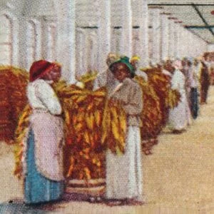 Sorting Tobacco, 1926