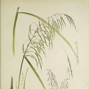 Study of grass. From: Le Japon Artistique. Documents d art et d industrie reunis, May 1888, 1845