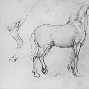 Study of a Horse, its Near Hind-Leg and its Hind-Quarters, c1480 (1945). Artist: Leonardo da Vinci