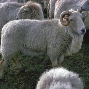 Welsh Mountain ram