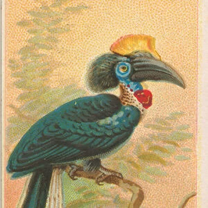 Typical Hornbills Photographic Print Collection: Yellow Casqued Hornbill