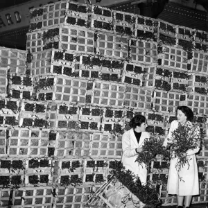 Mistletoe Boxes Print 1952 Manchester Market Mistletoe Boxes Print 1952 Manchester Market
