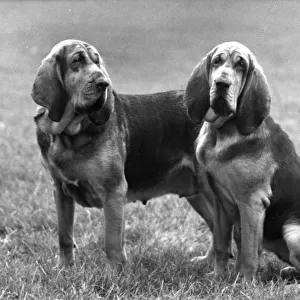 Fall / Bloodhound / 1961
