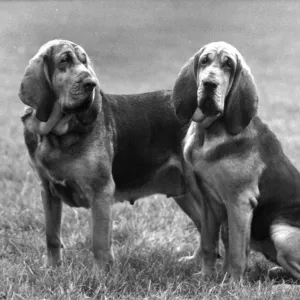 : Bloodhounds