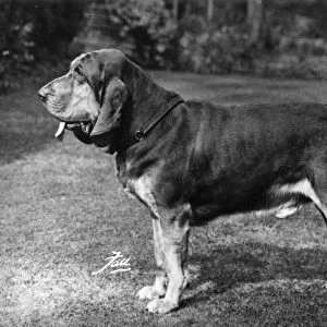 Fall / Bloodhound / 1963