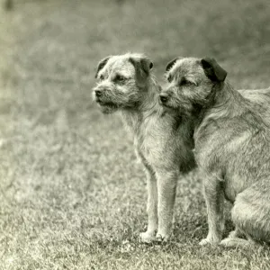 Border Terriers