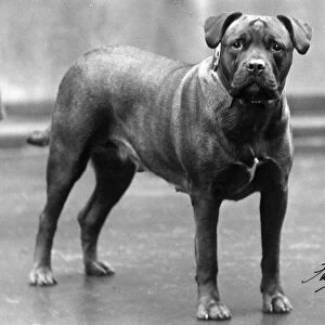 Fall / Bull Mastiff 1938