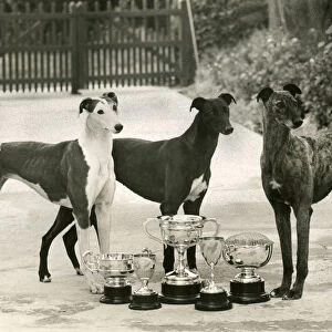 Fall / Greyhound / 1948