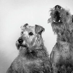 Terrier Metal Print Collection: Irish Terrier