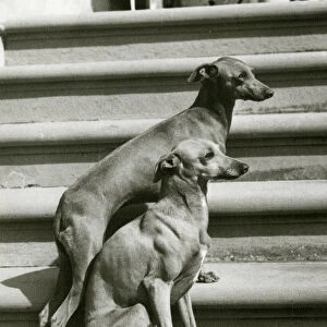 Fall / Italian Greyhound