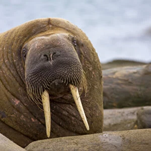 An Atlantic Walrus looks at the camera