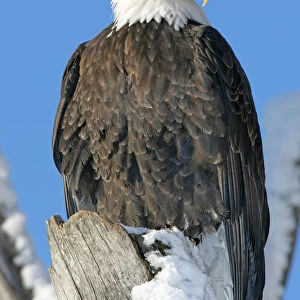 Bald Eagle (Haliaeetus Leucocephalus) In Winter