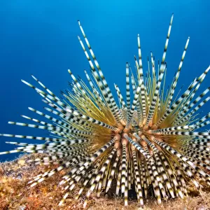 Banded Sea Urchin, Hawaii, USA