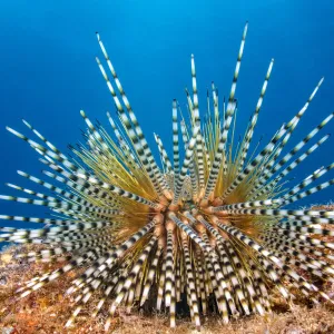 Banded Sea Urchin, Hawaii, USA