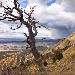 Bare tree on mountainside with rain clouds over the plains, Mesa Verde National Park, Colorado, USA