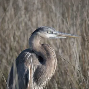 Blue heron; Gulf shores alabama united states of america