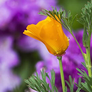 A California Poppy Blooms In A Garden; Astoria, Oregon, United States Of America