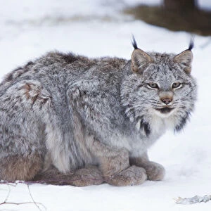 Canada Lynx Crouched On The Snowcovered Ground In Alberta, Canada, Winter. Captive
