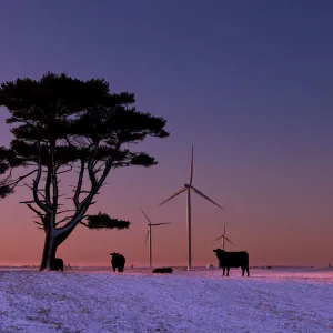 Images Dated 2011 December: 23 Dec 2011