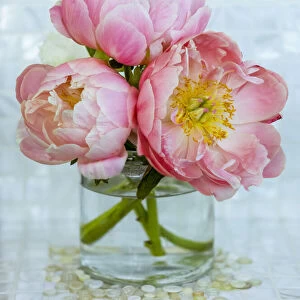Close-up bouquet of three pink peonies in a glass vase in Surrey, B. C. Canada