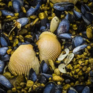 Close-up of clam shells ad blue mussels (Mytilus edulis) exposed at low tide in Geographic Harbor; Katmai National Park and Preserve, Alaska, United States of America