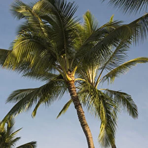 Coconut Palms Sway In Tropical Breezes; Poipu, Kauai, Hawaii, United States Of America