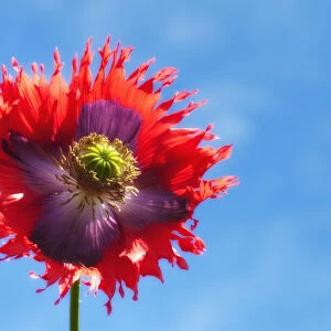 A Colorful Flower With Red And Purple Petals Against A Blue Sky; Northumberland, England