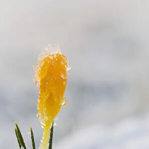 Crocus Buds Coming Up Through The Snow; Astoria, Oregon, United States Of America