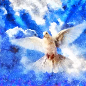 Dove in the sky