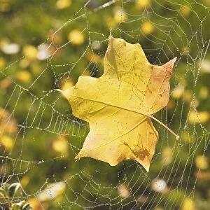 Fall Leaf In A Spider Web