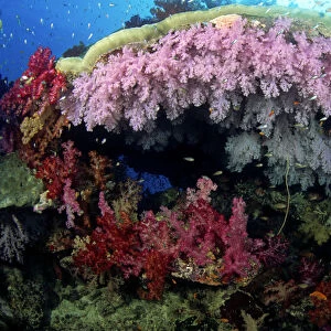 Fiji, Alcyonarian coral; Wakaya Island