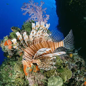 Fiji, Lionfish (Pterois Volitans) And Alcyonarian Coral (Dendronephthya Sp?)